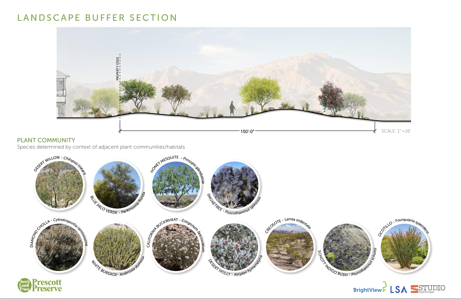 Phase 1 - Landscape Buffer Section
